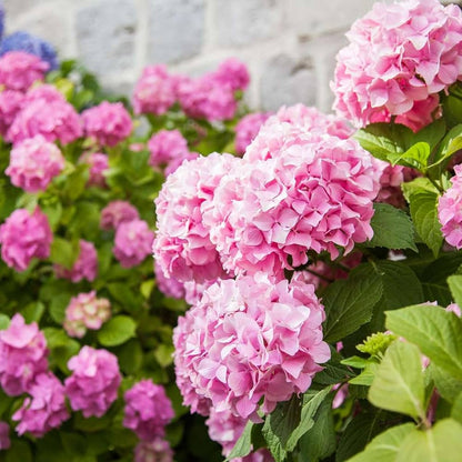 Hydrangea flower seeds