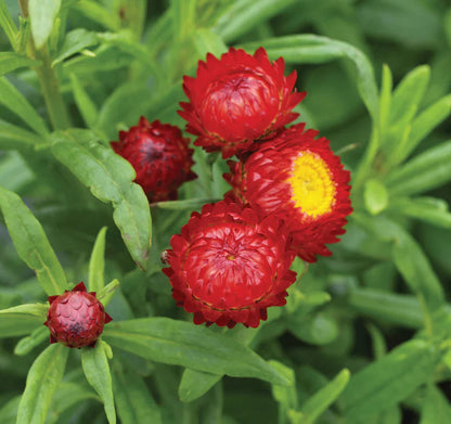 Red Strawflower flower seeds