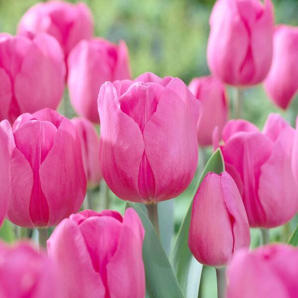 Pink Tulip flower seeds