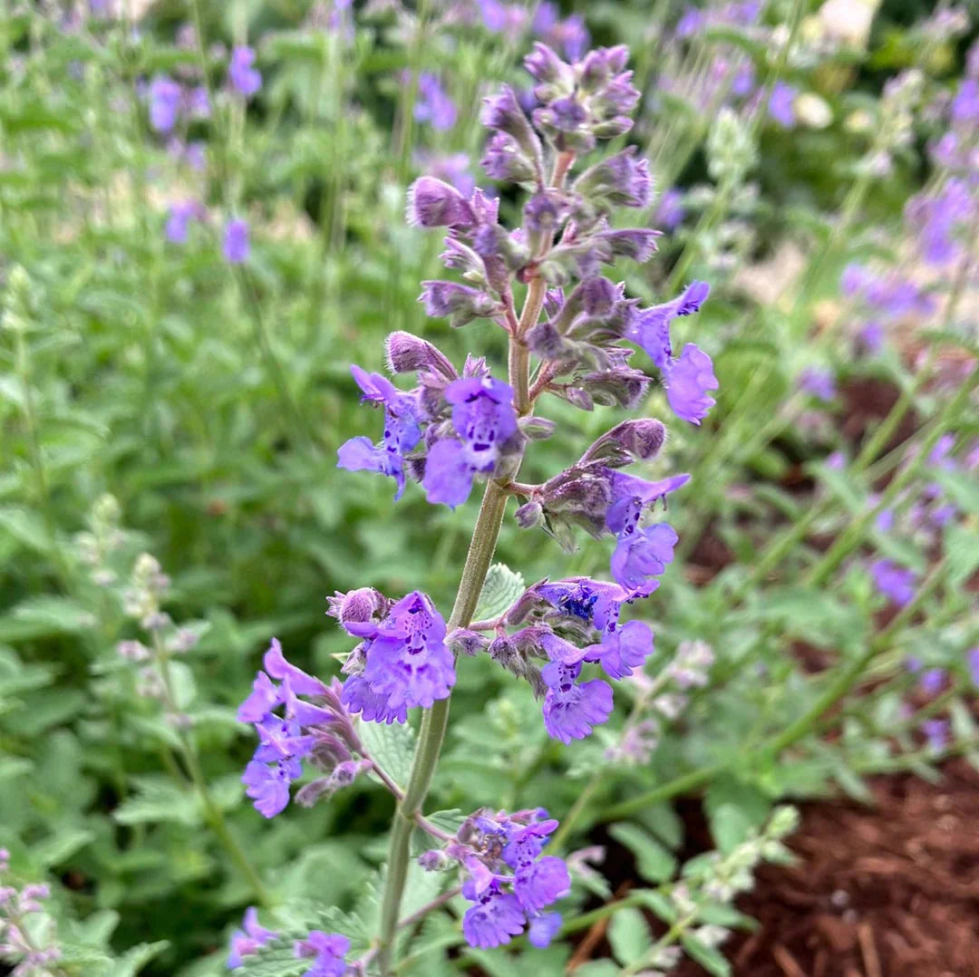 Sky Blue flower seeds