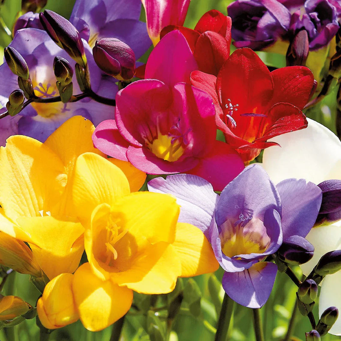 Freesia flower seeds