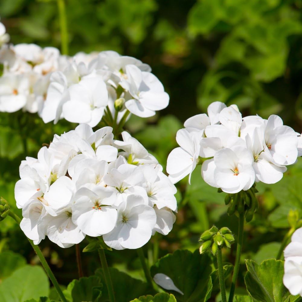 White Geranium flower seeds