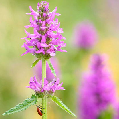 Stachys flower seeds