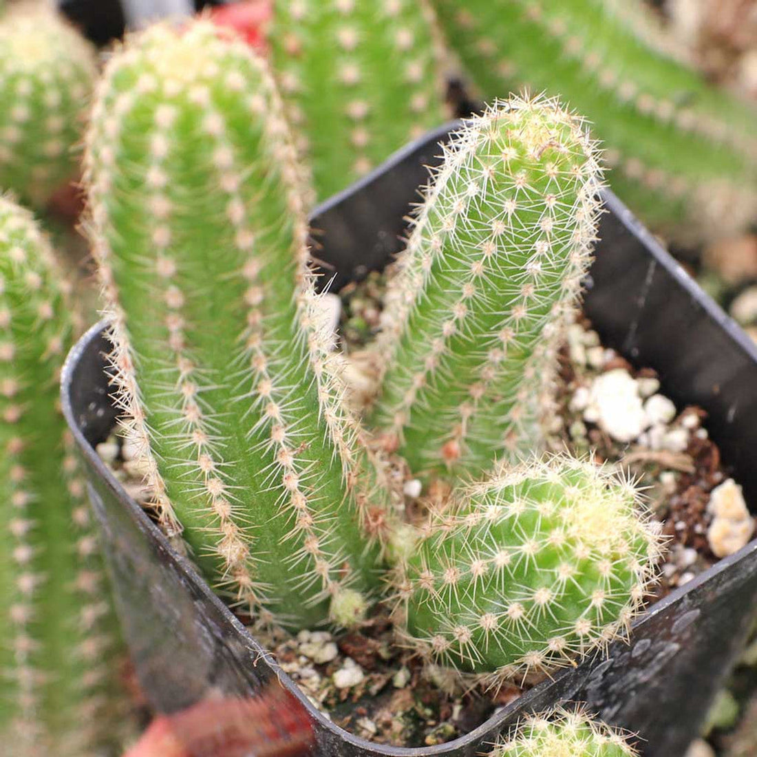 Echinopsis Chamaecereus flower seeds