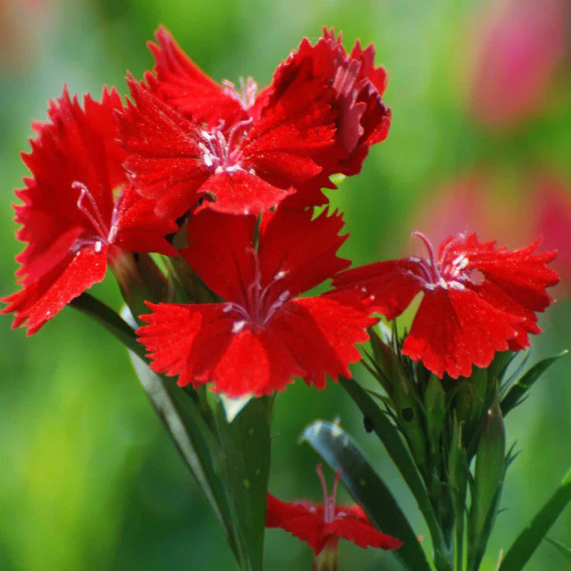 Red Dianthus flower seeds