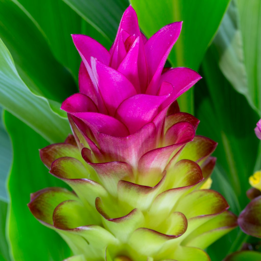 Curcuma flower seeds