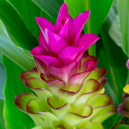 Curcuma flower seeds
