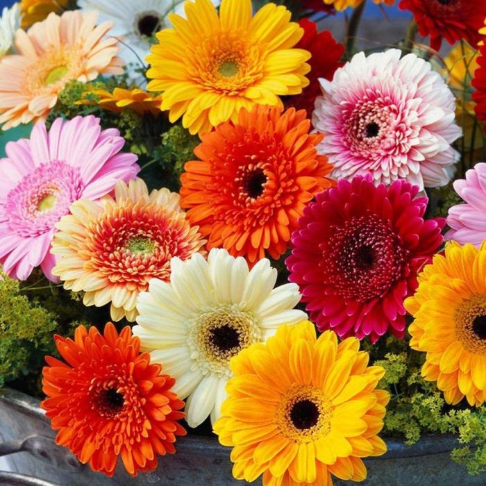 Gerbera flower seeds