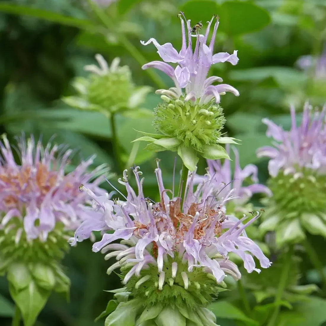 Monarda Fistulosa flower seeds
