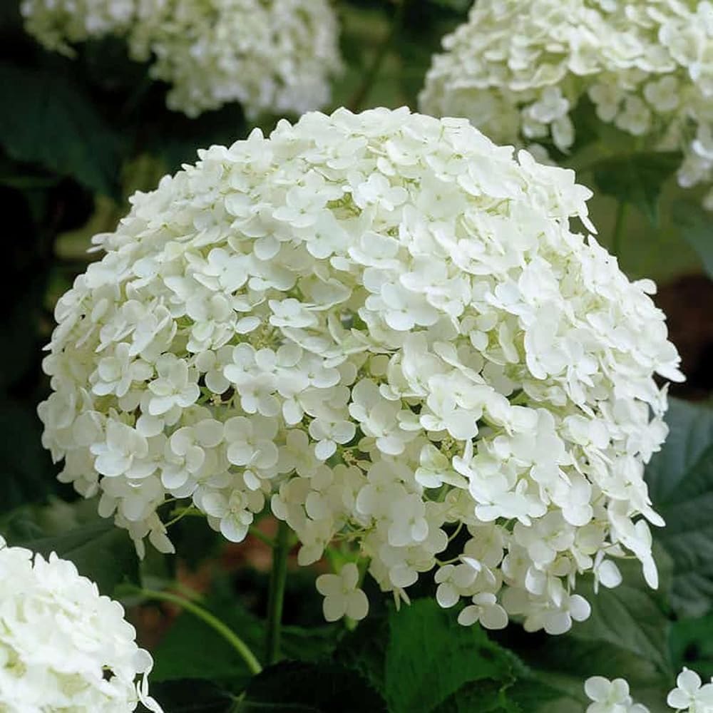 Annabelle flower seeds