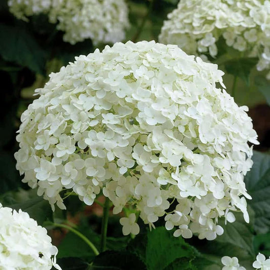 Annabelle flower seeds