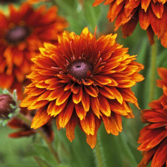 Orange Cherokee flower seeds