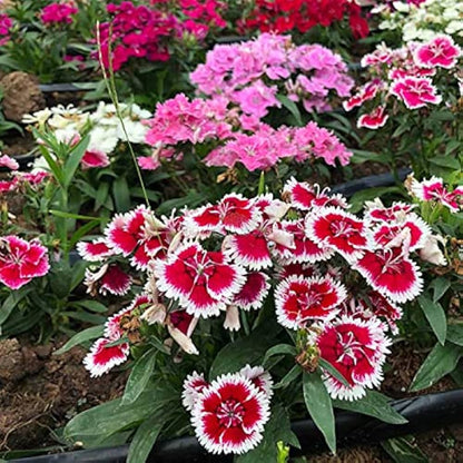 Dianthus flower seeds