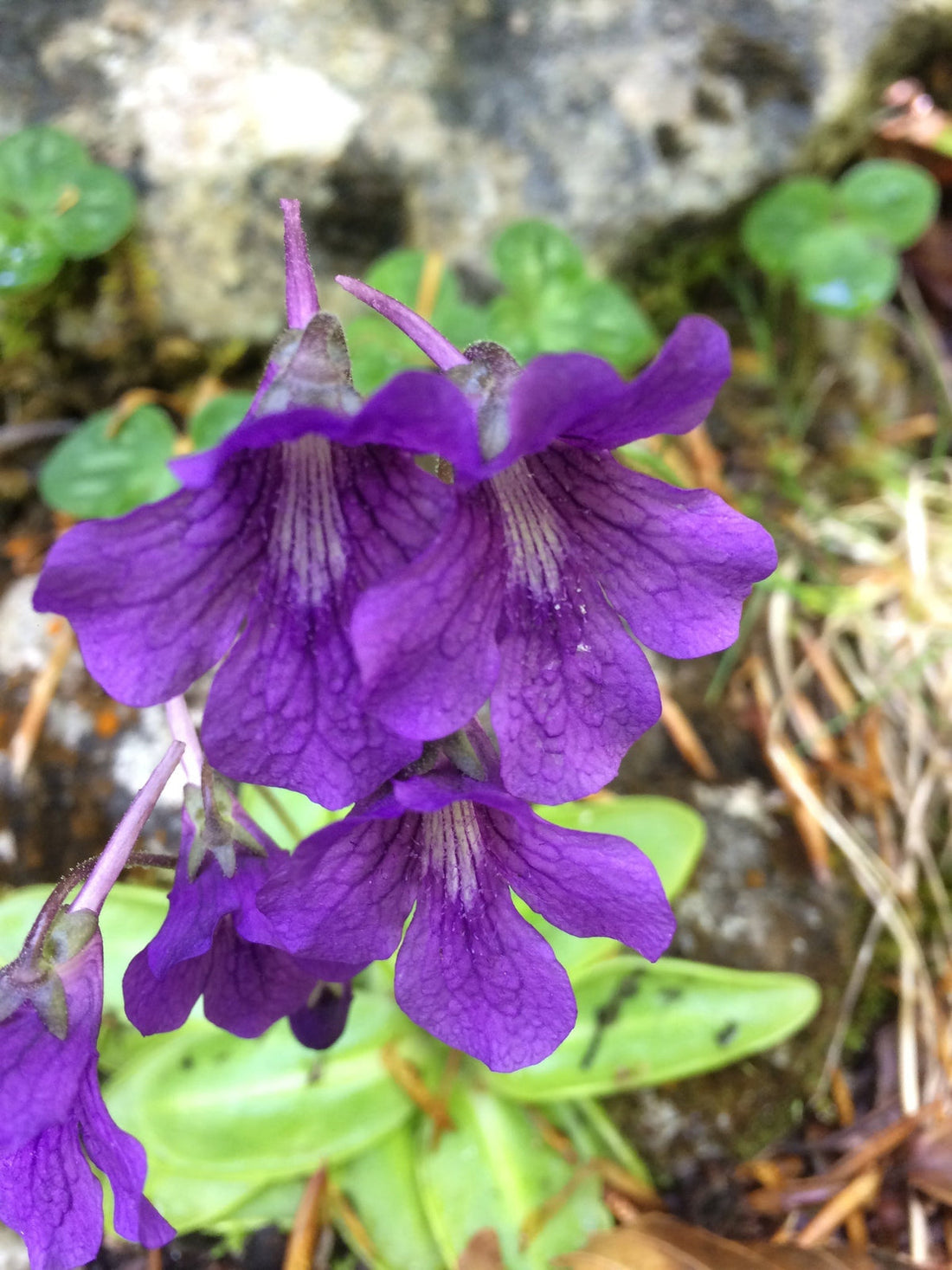Blue Pinguicula flower seeds