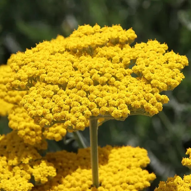 Yellow Achillea flower seeds