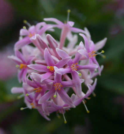 Dais Cotinifolia flower seeds
