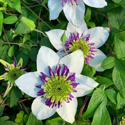 White And flower seeds