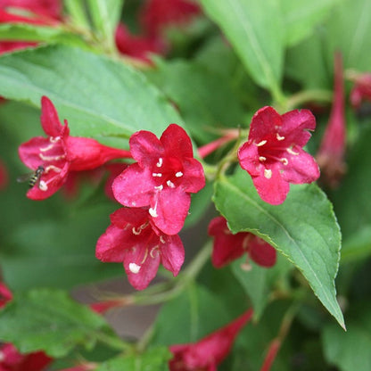 Weigela flower seeds