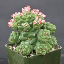 Monadenium flower seeds
