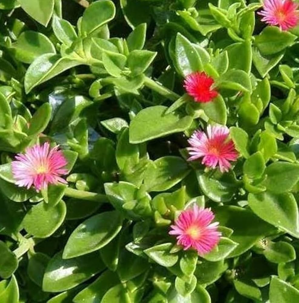 Aptenia flower seeds