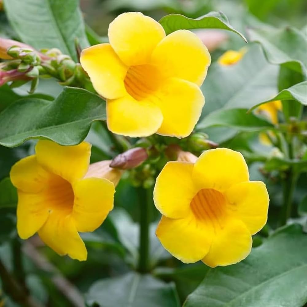 Beautiful Allamanda flower seeds