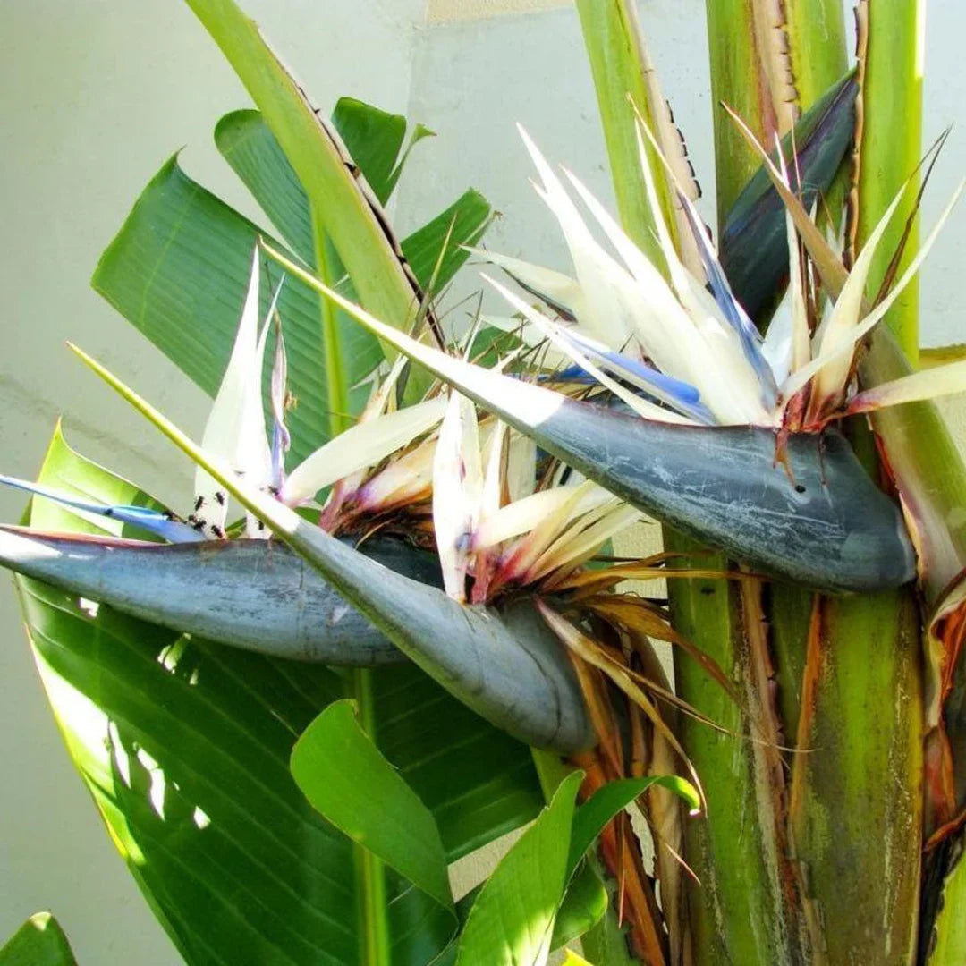 White Strelitzia flower seeds