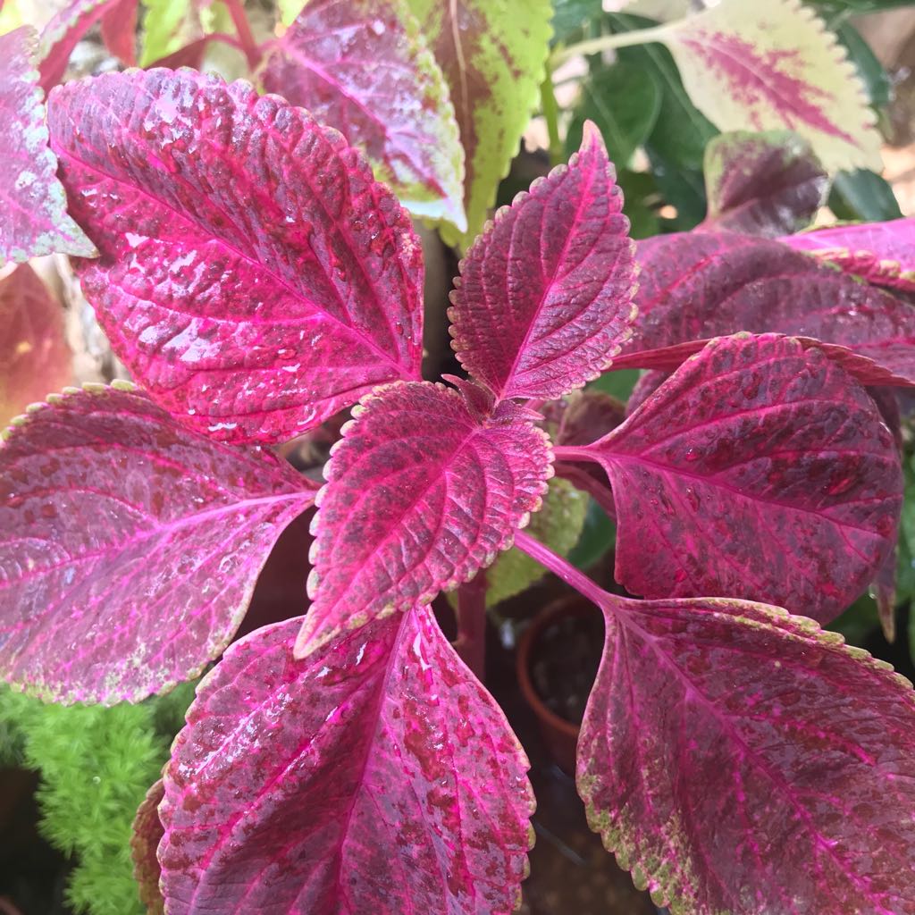 Pink Coleus flower seeds