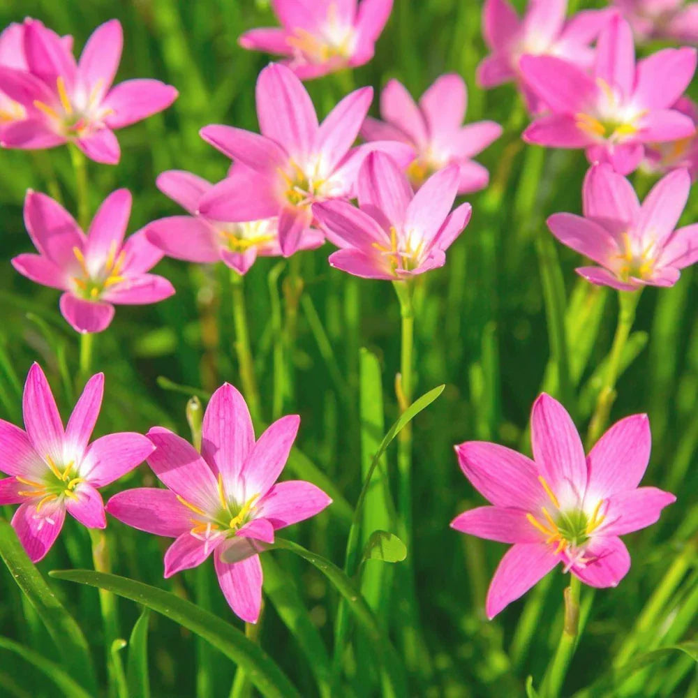 Pink Habranthus flower seeds