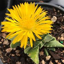 Yellow Faucaria flower seeds