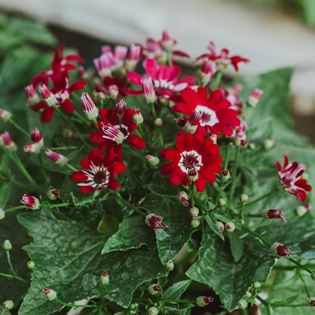 Red Cineraria flower seeds