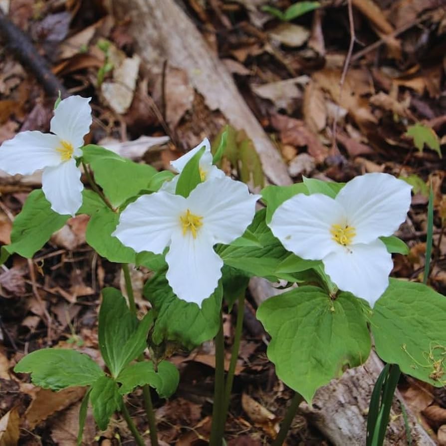 Trillium flower seeds