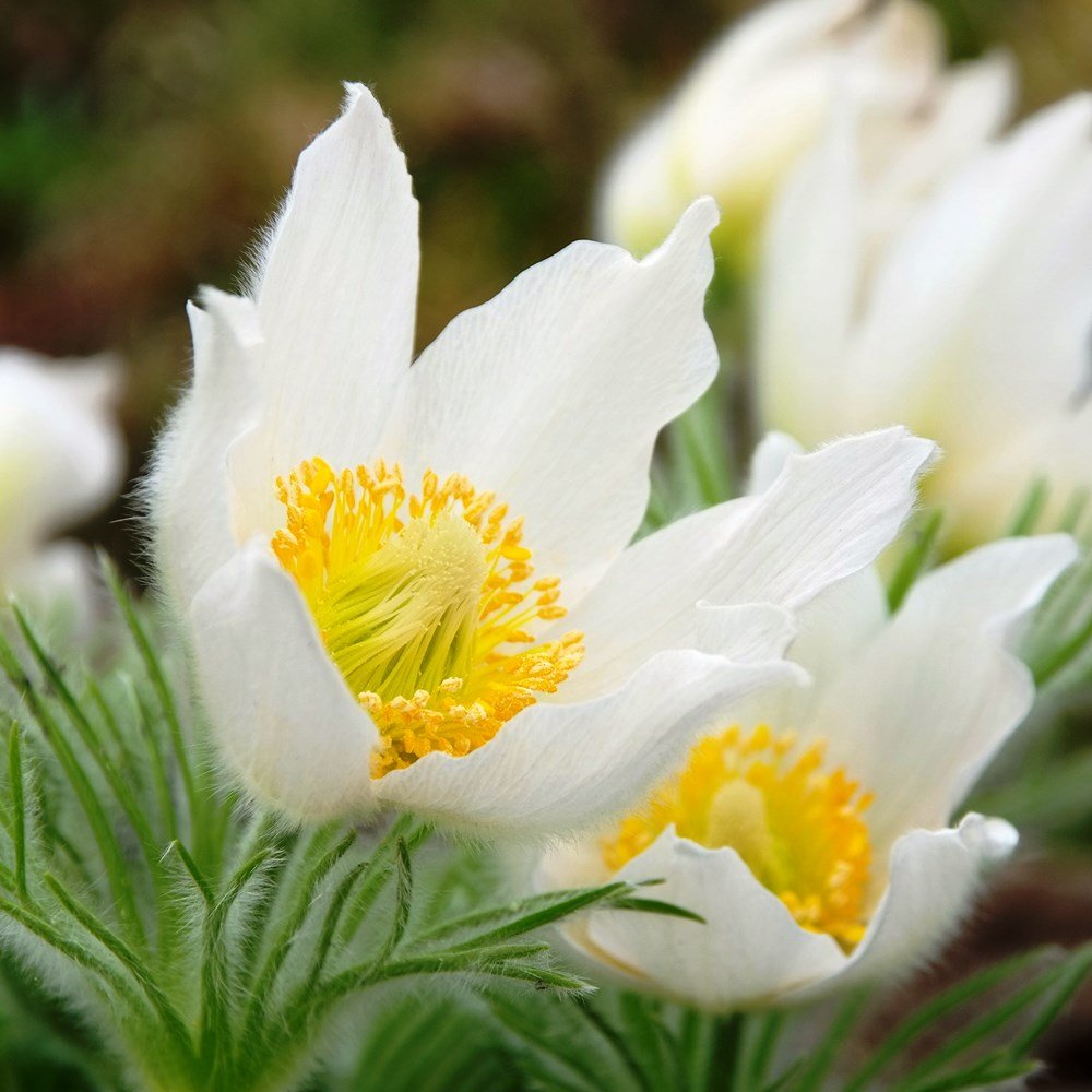 White Pasque flower seeds