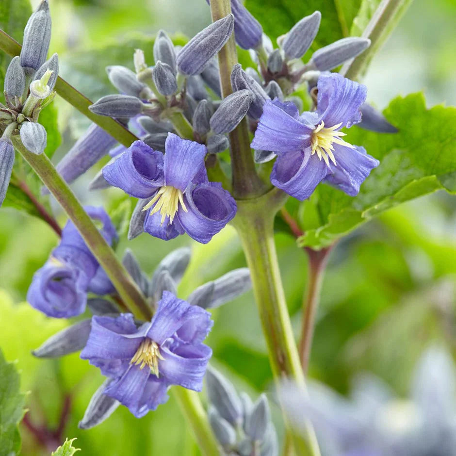 Clematis Heracleifolia flower seeds