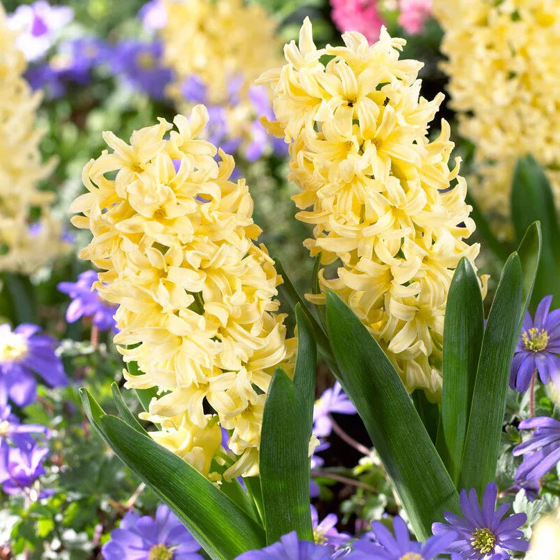 Light Yellow flower seeds