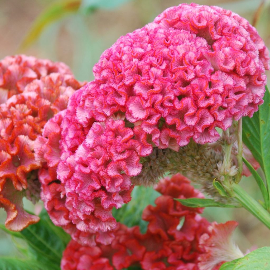 Cristata flower seeds