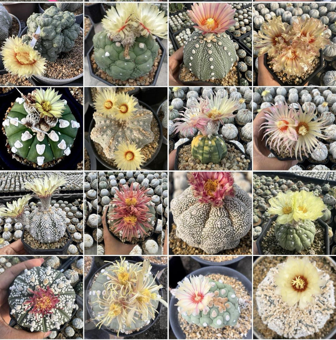 Astrophytum flower seeds
