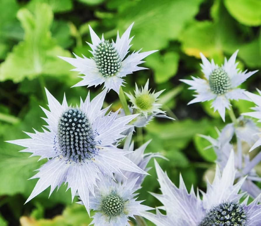 Silver Holly flower seeds