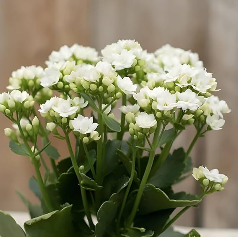 White Kalanchoe flower seeds
