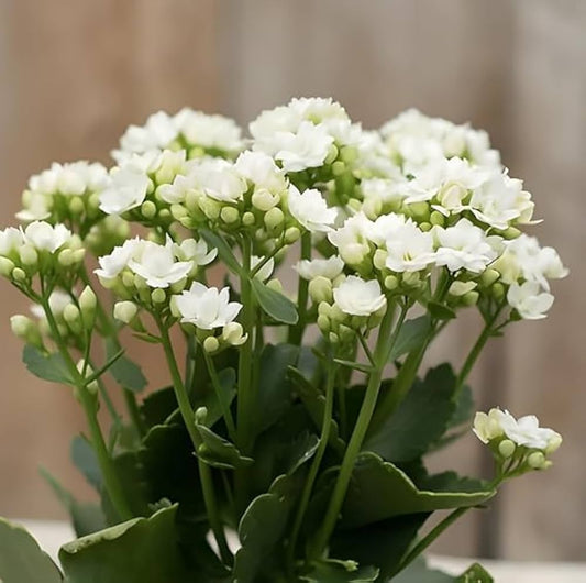 White Kalanchoe flower seeds