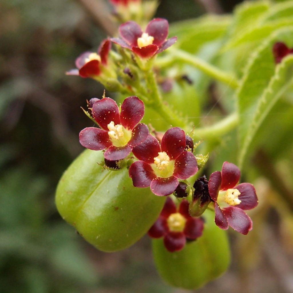 Red Bellyache flower seeds