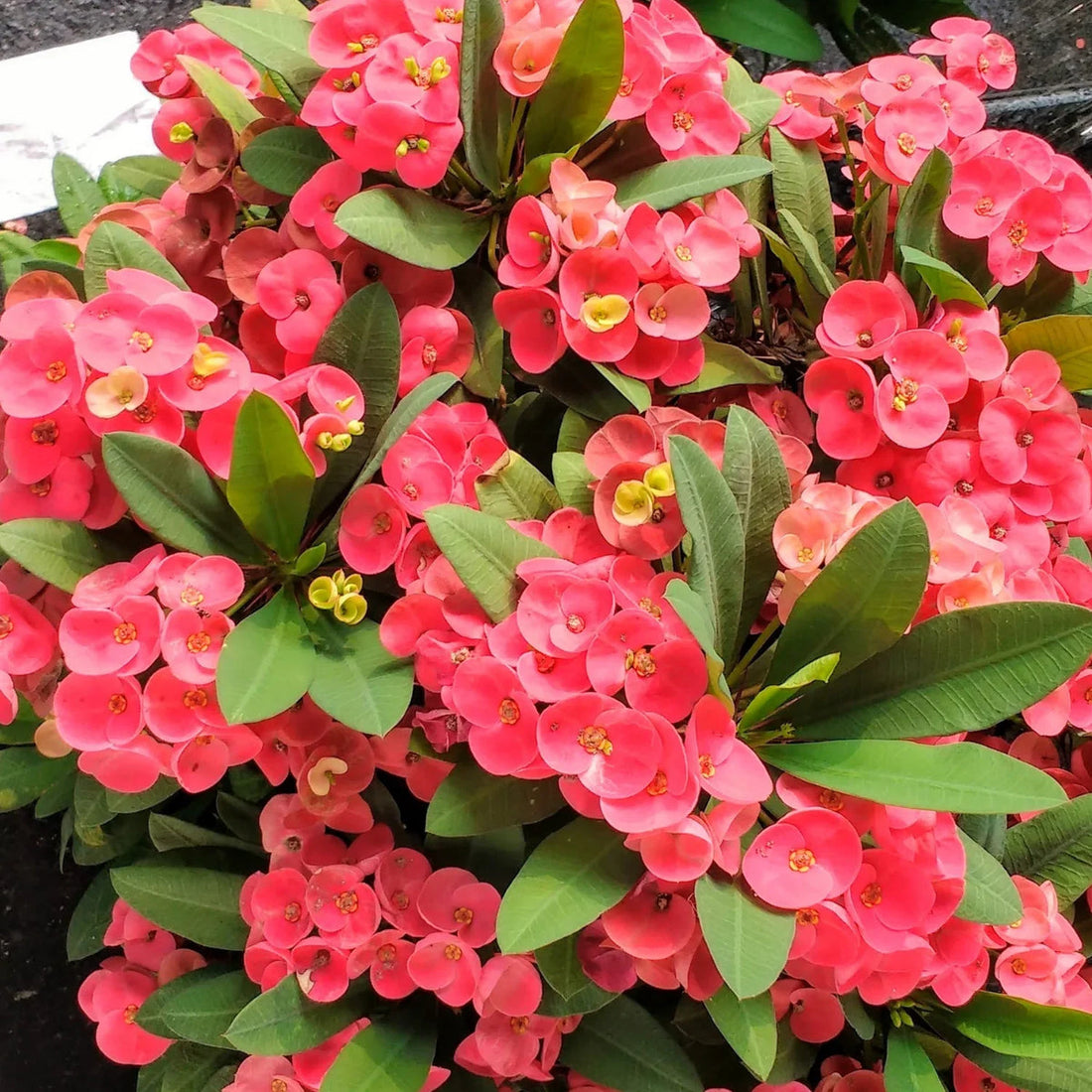 Euphorbia flower seeds