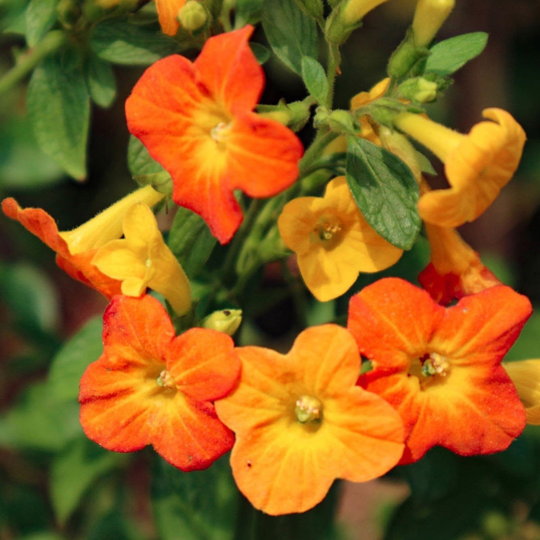 Streptosolen flower seeds