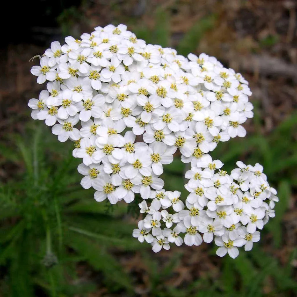 White Yarrow flower seeds