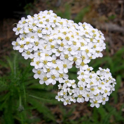 White Yarrow flower seeds