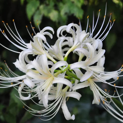 White Lycoris flower seeds