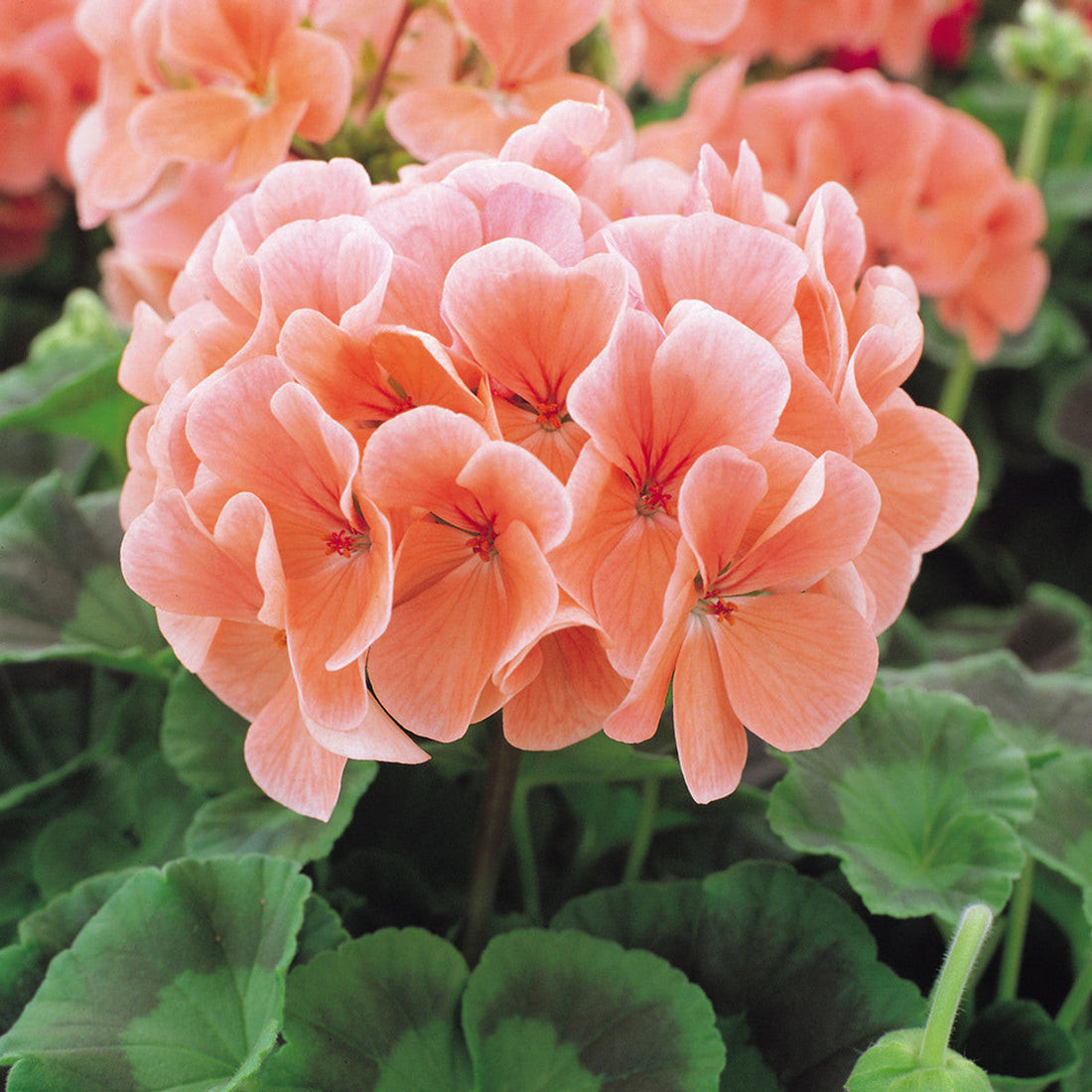 Peach Geranium flower seeds
