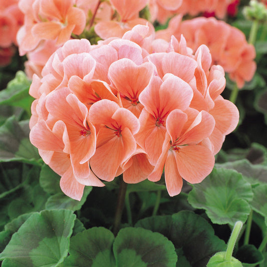 Peach Geranium flower seeds
