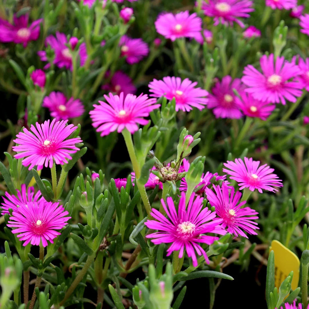 Pink Table flower seeds