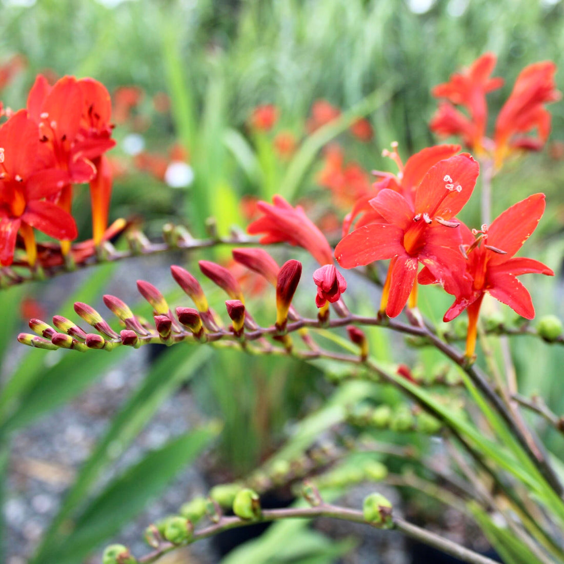 Crocosmia Montbretia flower seeds
