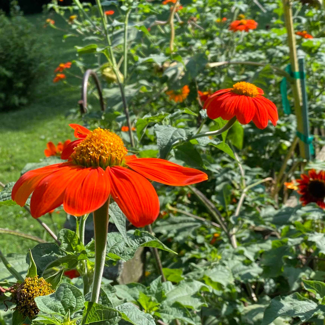 Mexican Sunflower flower seeds